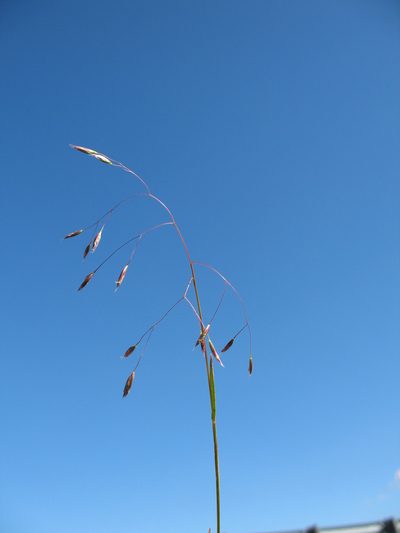 Rytidosperma vickeryae, photographed by Michael D. Pirie