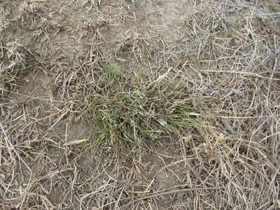 Rytidosperma thomsonii, photographed by Michael D. Pirie