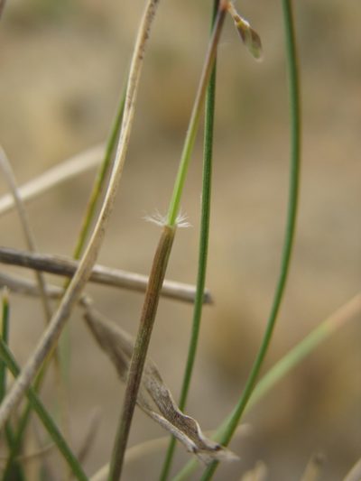 Rytidosperma thomsonii, photographed by Michael D. Pirie