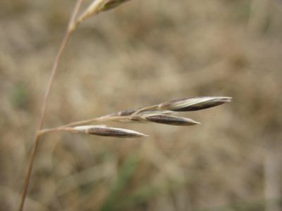 Rytidosperma thomsonii, photographed by Michael D. Pirie