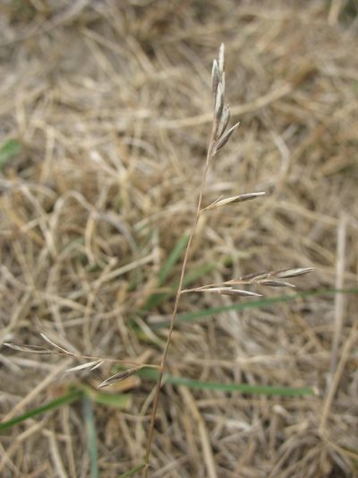 Rytidosperma thomsonii, photographed by Michael D. Pirie