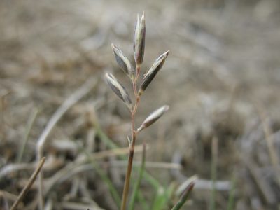 Rytidosperma thomsonii, photographed by Michael D. Pirie
