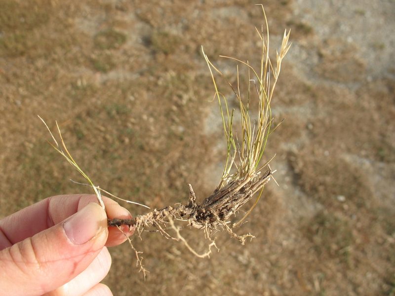 Rytidosperma thomsonii, photographed by Michael D. Pirie