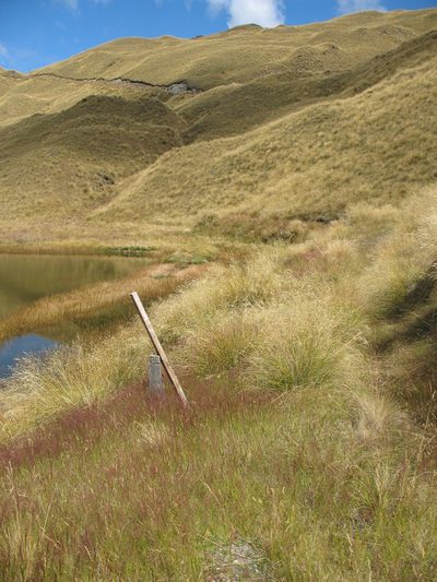 Rytidosperma buchananii, photographed by Michael D. Pirie