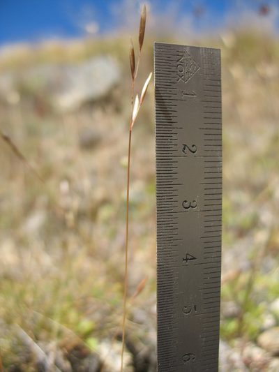 Rytidosperma pumilum, photographed by Michael D. Pirie
