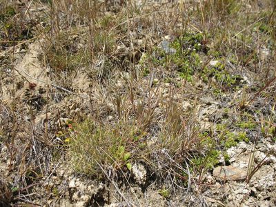 Rytidosperma pumilum, photographed by Michael D. Pirie