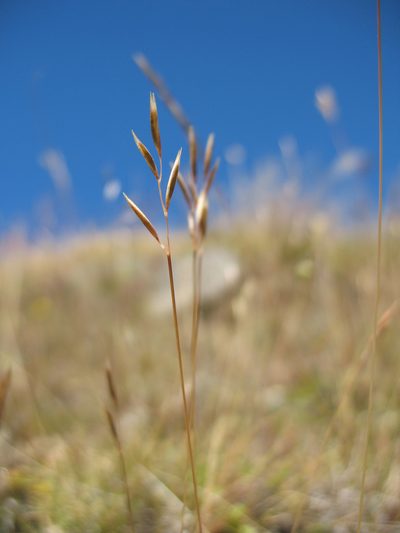 Rytidosperma pumilum, photographed by Michael D. Pirie