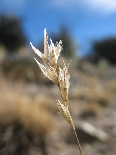 Rytidosperma maculatum, photographed by Michael D. Pirie