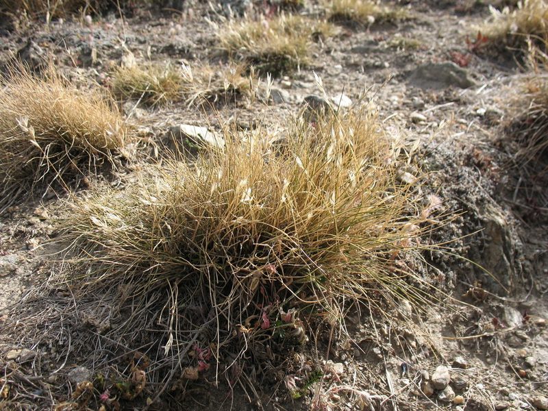 Rytidosperma maculatum, photographed by Michael D. Pirie