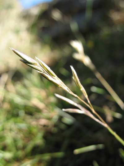Rytidosperma thomsonii, photographed by Michael D. Pirie