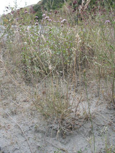 Rytidosperma buchananii, photographed by Michael D. Pirie