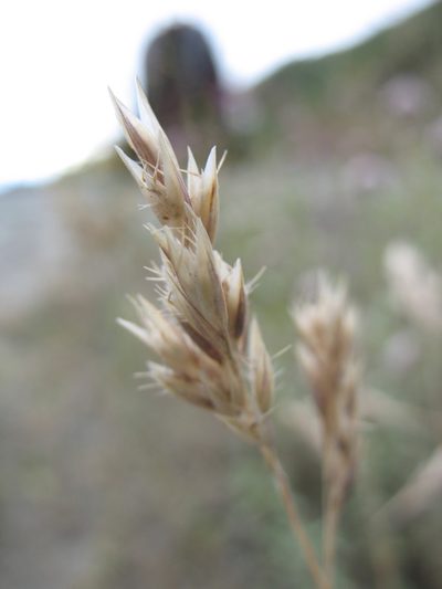 Rytidosperma buchananii, photographed by Michael D. Pirie