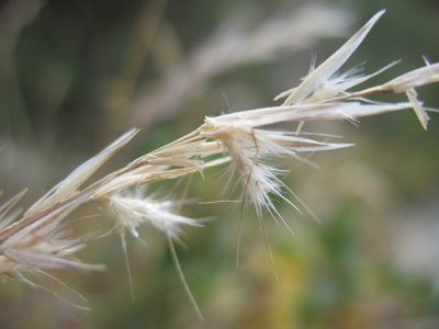 Rytidosperma unarede, photographed by Michael D. Pirie