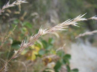 Rytidosperma unarede, photographed by Michael D. Pirie