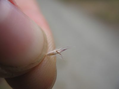 Rytidosperma unarede, photographed by Michael D. Pirie