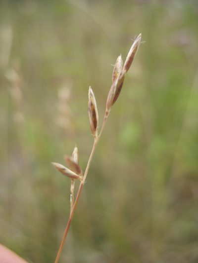 Rytidosperma thomsonii, photographed by Michael D. Pirie