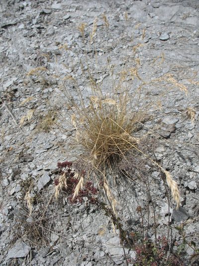 Rytidosperma buchananii, photographed by Michael D. Pirie