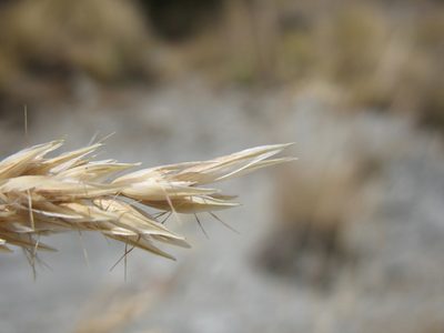 Rytidosperma buchananii, photographed by Michael D. Pirie