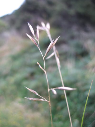 Rytidosperma buchananii, photographed by Michael D. Pirie