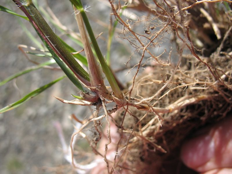 Rytidosperma unarede, photographed by Michael D. Pirie