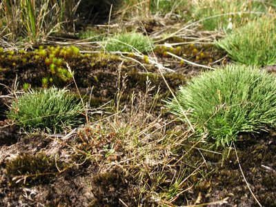Rytidosperma australe, photographed by Michael D. Pirie
