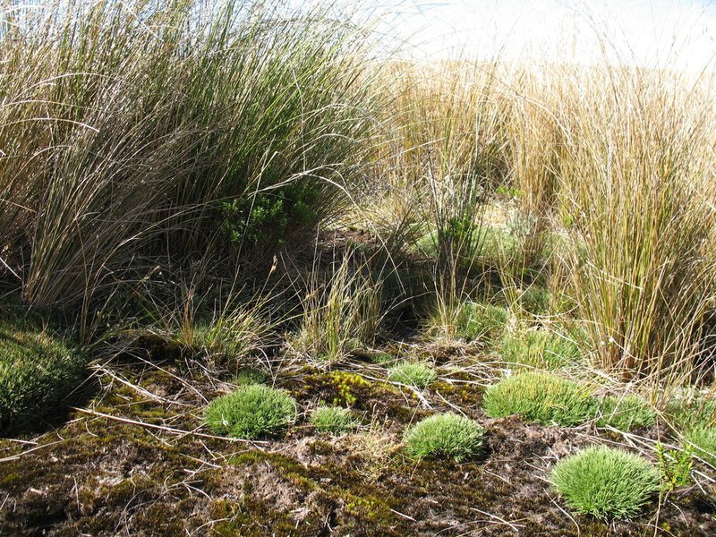 Rytidosperma australe, photographed by Michael D. Pirie