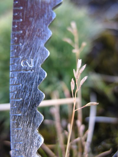 Rytidosperma australe, photographed by Michael D. Pirie