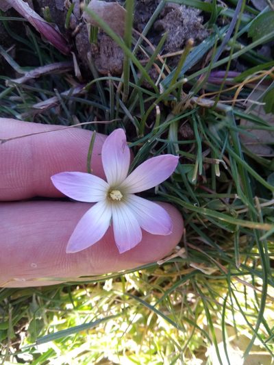 Romulea ligustica, photographed by Karim Haddad