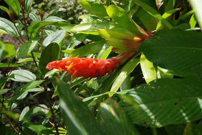 Guzmania berteroniana, photographed by Dan Killam