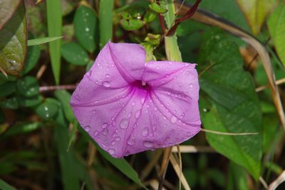 Ipomoea setifera, photographed by Dan Killam