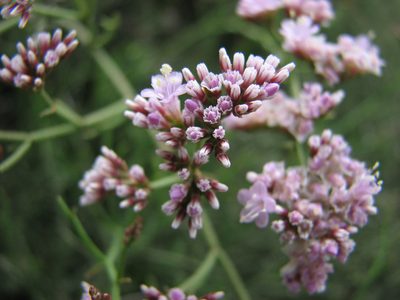 Limonium tuberculatum, photographed by Mikko Heikkinen