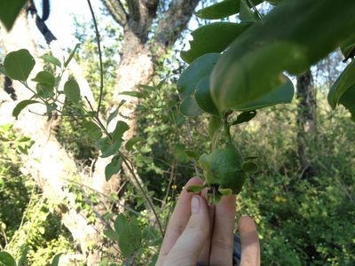 Pereskia sacharosa, photographed by Étienne Lacroix-Carignan