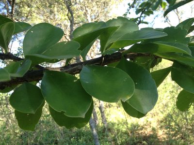 Pereskia sacharosa, photographed by Étienne Lacroix-Carignan