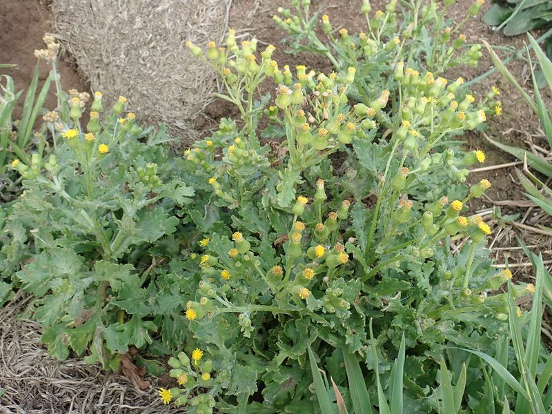 Senecio radiolatus, photographed by Peter de Lange