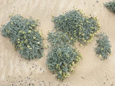 Astragalus traskiae, photographed by Adam J. Searcy
