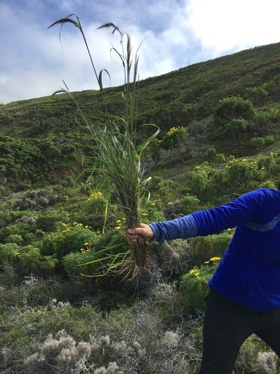 Thorneochloa diegoensis, photographed by Adam J. Searcy