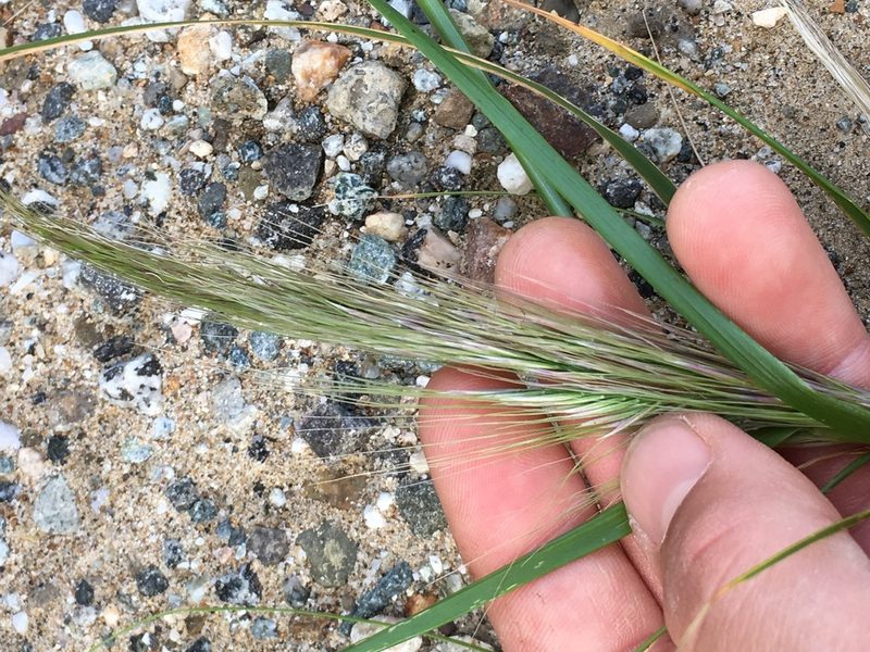 Thorneochloa diegoensis, photographed by Adam J. Searcy
