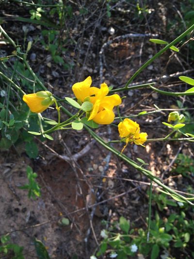 Senna chloroclada, photographed by Étienne Lacroix-Carignan