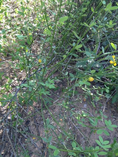 Senna chloroclada, photographed by Étienne Lacroix-Carignan