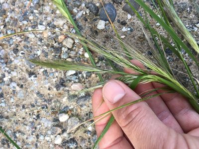 Thorneochloa diegoensis, photographed by Adam J. Searcy