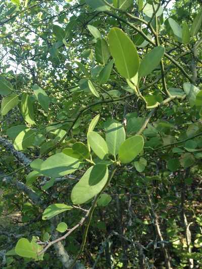 Morisonia speciosa, photographed by Étienne Lacroix-Carignan