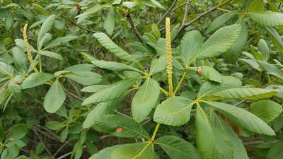 Aesculus parryi, photographed by Alan Rockefeller