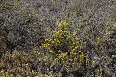 Helichrysum hamulosum, photographed by Tony Rebelo