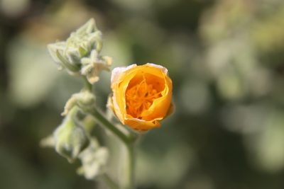 Abutilon palmeri, photographed by Millie Basden