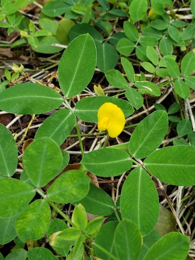 Arachis repens, photographed by Dan Killam