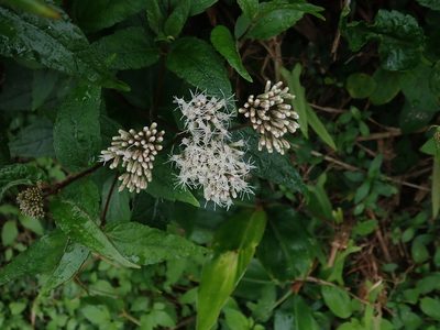 Eupatorium luchuense, photographed by Meng-Ying Tsai