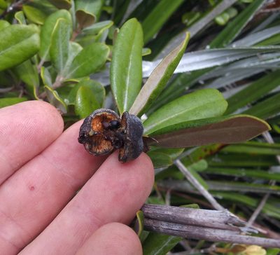 Pittosporum serpentinum, photographed by Peter de Lange