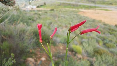 Gambelia juncea, photographed by Alan Rockefeller