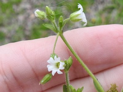 Cerastium brachypodum, photographed by Sam Kieschnick