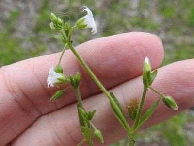 Cerastium brachypodum, photographed by Sam Kieschnick